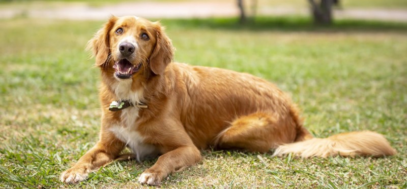 Can Dogs Truly See in 3D? Exploring the Science of Canine Vision