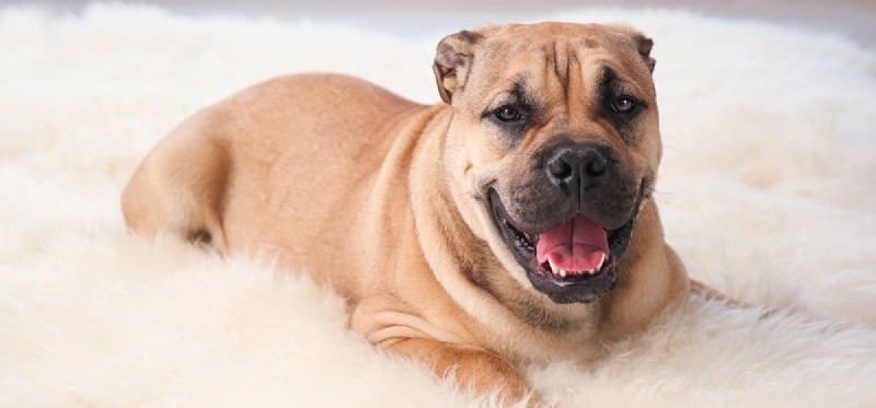 Can Dogs Truly See in 3D? Exploring the Science of Canine Vision