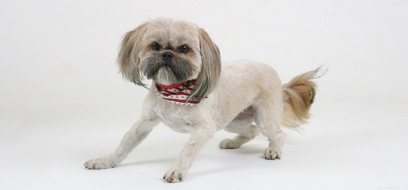 Can Dogs Truly See in 3D? Exploring the Science of Canine Vision