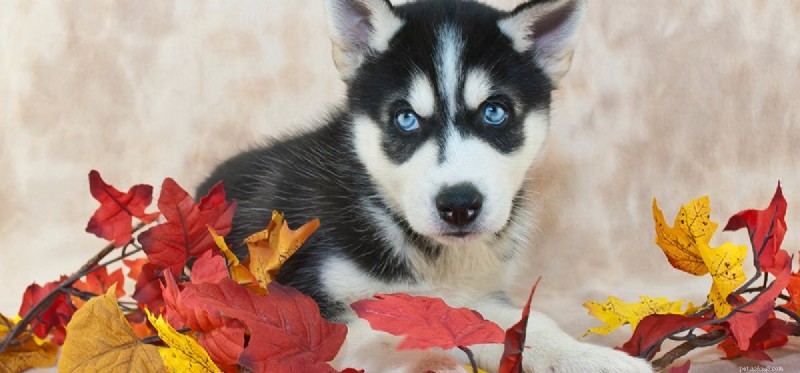 Do Dogs Truly See Colors? Unveiling the Truth About Canine Vision