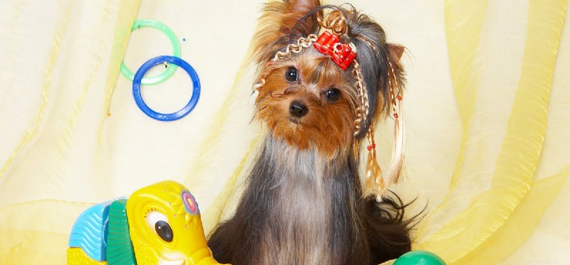 Do Dogs Truly See Colors? Unveiling the Truth About Canine Vision