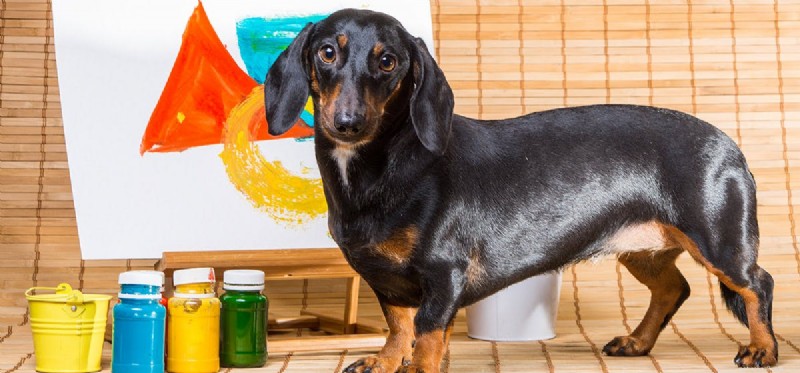 Do Dogs Truly See Colors? Unveiling the Truth About Canine Vision