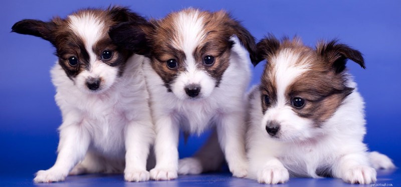 Can Dogs See Dark Blue? A Closer Look at Their Color Vision