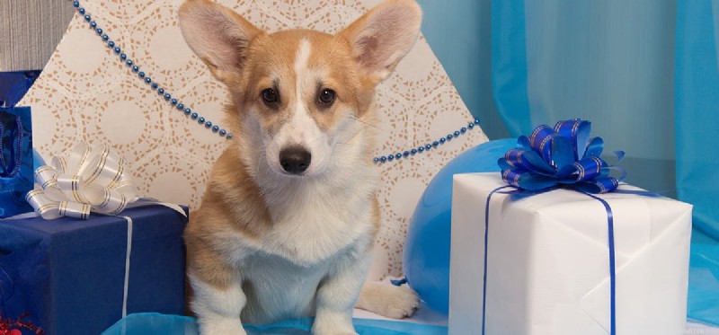 Can Dogs See Dark Blue? A Closer Look at Their Color Vision