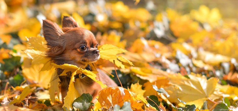 Do Dogs See Dark Yellow? Learn About Their Color Vision