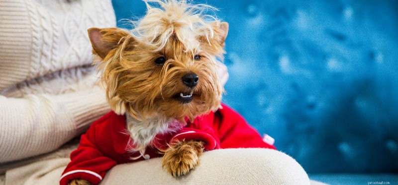 Can Dogs See Dark Blue? A Closer Look at Their Color Vision