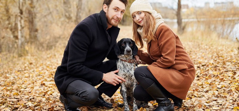 Do Dogs See Dark Yellow? Learn About Their Color Vision