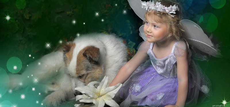 Do Dogs Detect Fairies? Separating Fact from Fantasy
