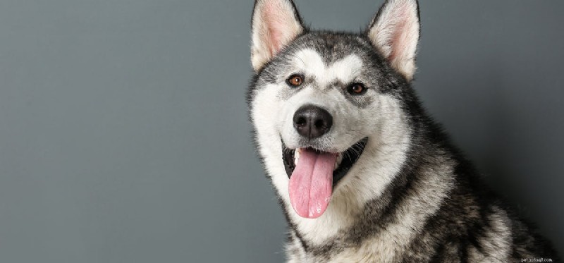 Do Dogs See Gray? The Truth About Their Color Vision
