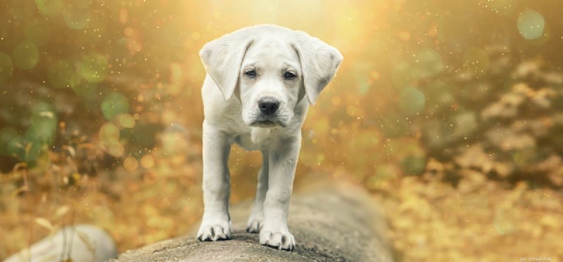 Do Dogs Detect Fairies? Separating Fact from Fantasy