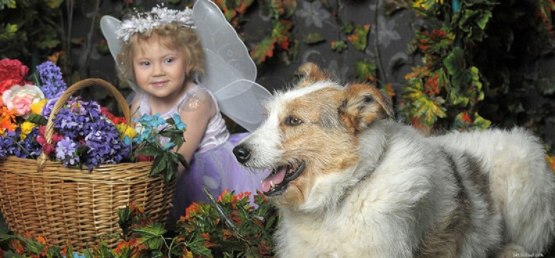 Do Dogs Detect Fairies? Separating Fact from Fantasy