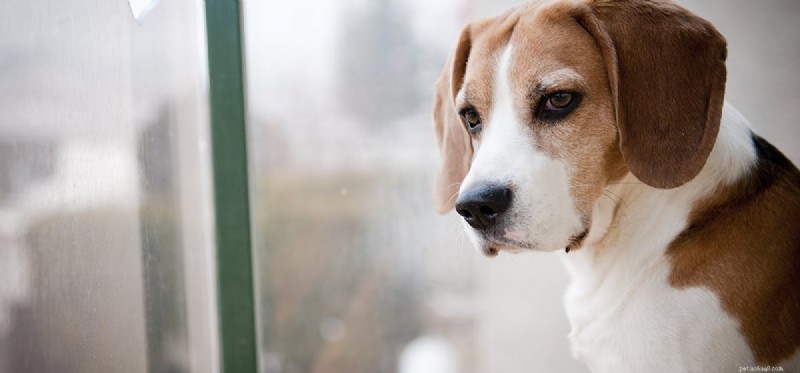 Do Dogs See Gray? The Truth About Their Color Vision