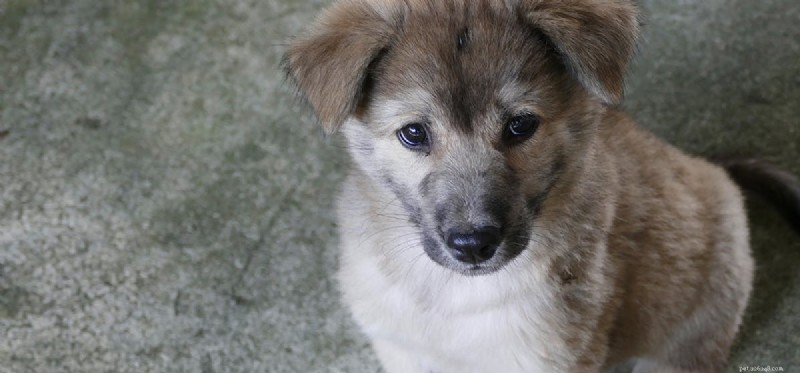 Do Dogs See Gray? The Truth About Their Color Vision