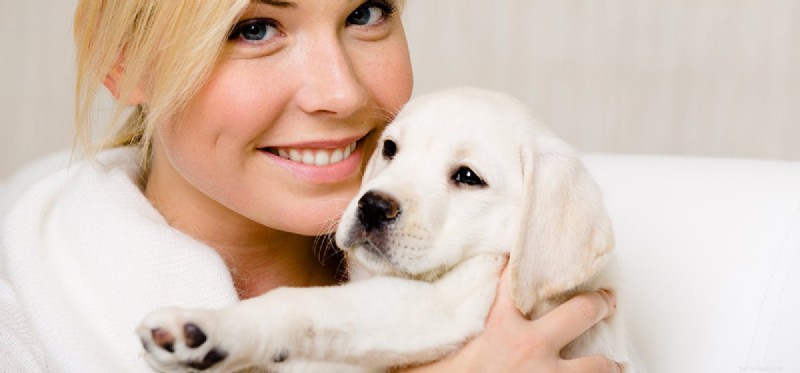 Do Dogs Recognize Human Faces?