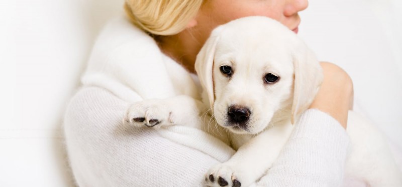 Do Dogs Recognize Human Faces?
