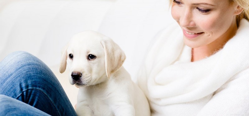Do Dogs Recognize Human Faces?