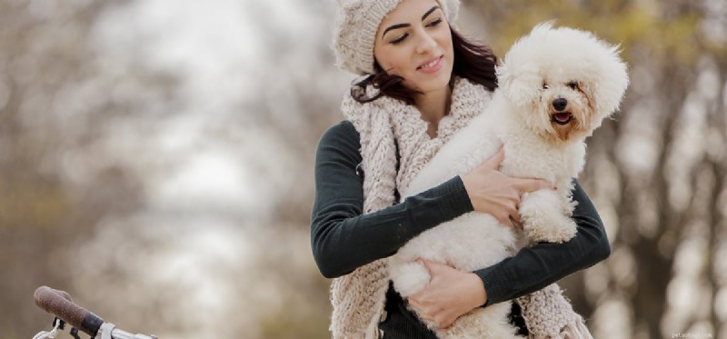 Do Dogs Recognize Human Faces?
