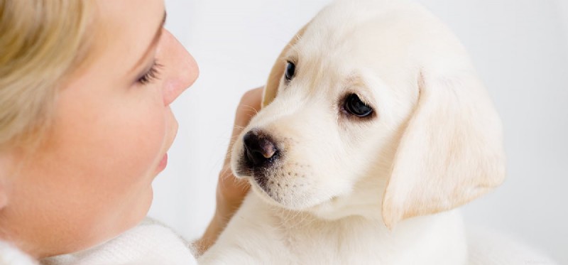 Do Dogs Actually See Our Teeth? Insights Into Canine Vision