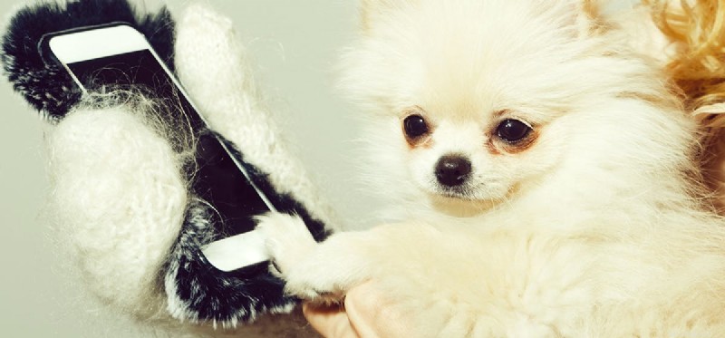 Do Dogs See Infrared? Unveiling the Science of Canine Vision