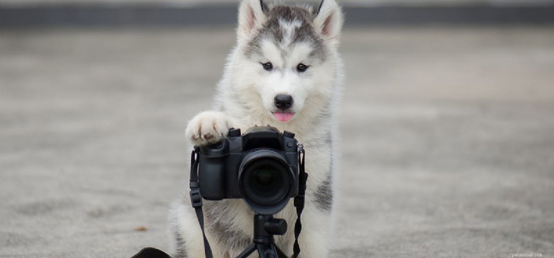 Do Dogs See Infrared? Unveiling the Science of Canine Vision