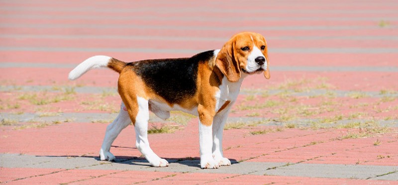 Can Dogs Sense Jinn? A Scientific Look at Their Supernatural Senses