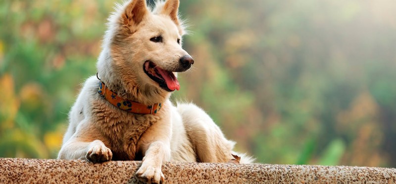Can Dogs Sense Jinn? A Scientific Look at Their Supernatural Senses