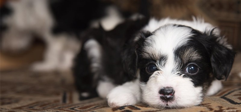 How Dogs Perceive Neon Colors: What You Need to Know