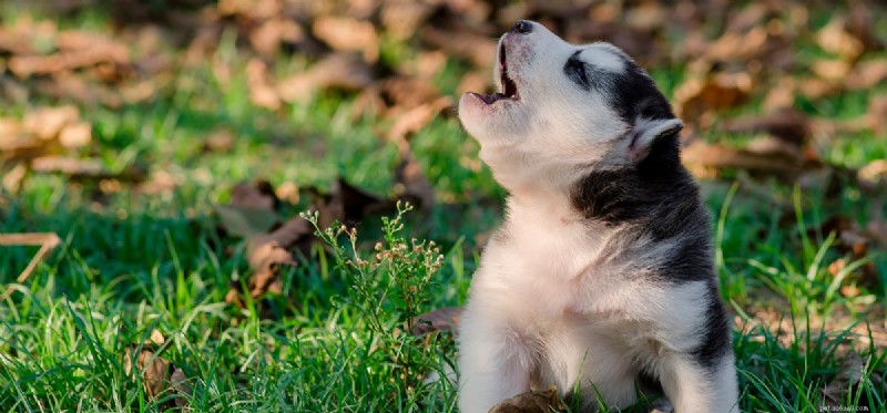 Can Dogs Sense Jinn? A Scientific Look at Their Supernatural Senses