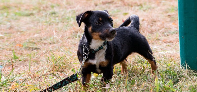 Can Dogs Sense Jinn? A Scientific Look at Their Supernatural Senses