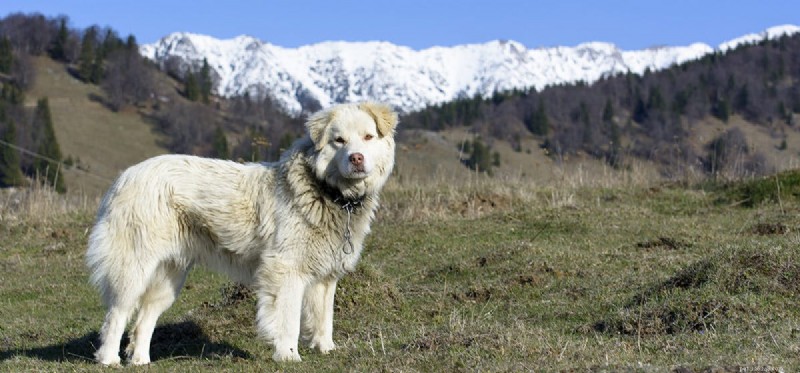 How Dogs Perceive Neon Colors: What You Need to Know