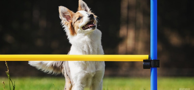 How Dogs Perceive Neon Colors: What You Need to Know
