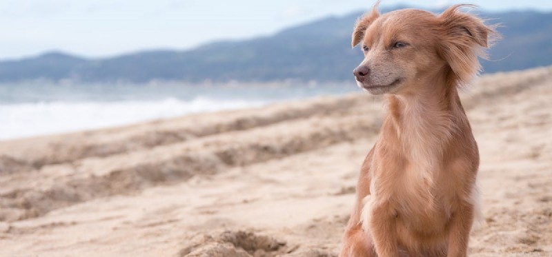 How Dogs Perceive Neon Colors: What You Need to Know