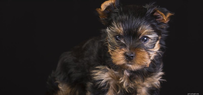 Do Dogs Detect the Paranormal? Unveiling Their Sixth Sense
