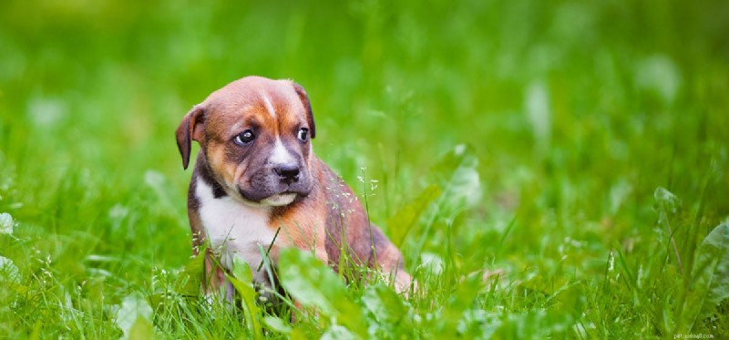 Do Dogs Detect the Paranormal? Unveiling Their Sixth Sense