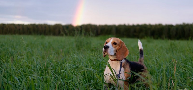 Can Dogs Truly See Rainbows? A Scientific Look at Canine Vision
