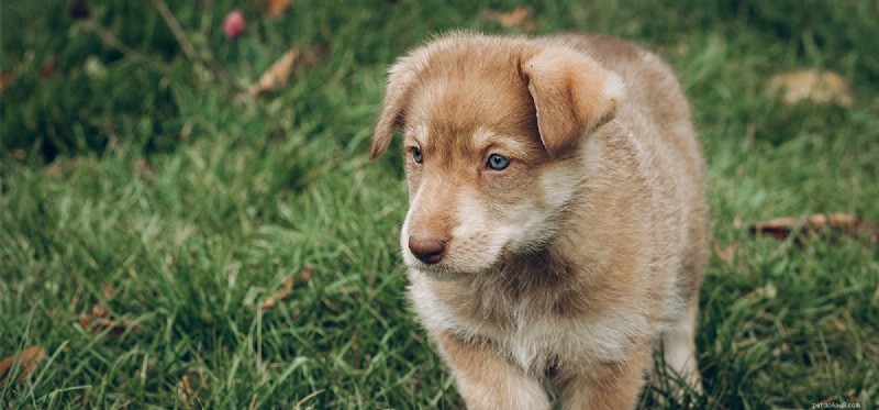 Do Dogs Detect the Paranormal? Unveiling Their Sixth Sense