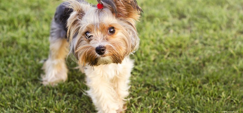 Can Dogs Detect Earth s Magnetic Field? Exploring Magnetoreception in Canines