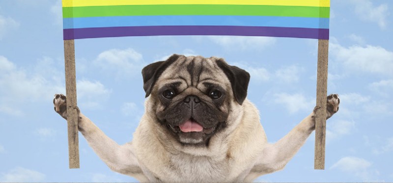 Can Dogs Truly See Rainbows? A Scientific Look at Canine Vision