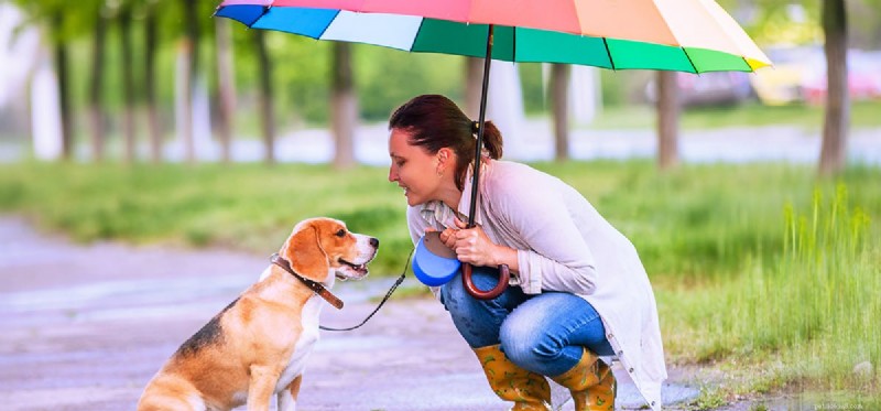 Can Dogs Truly See Rainbows? A Scientific Look at Canine Vision