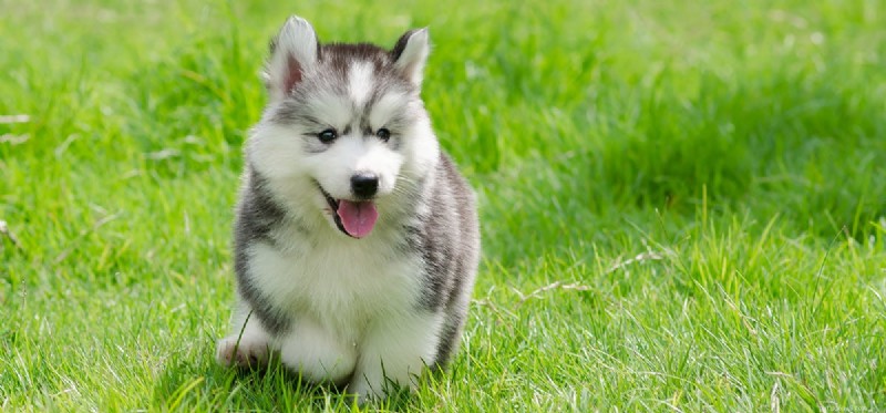 Can Dogs Detect Earth s Magnetic Field? Exploring Magnetoreception in Canines