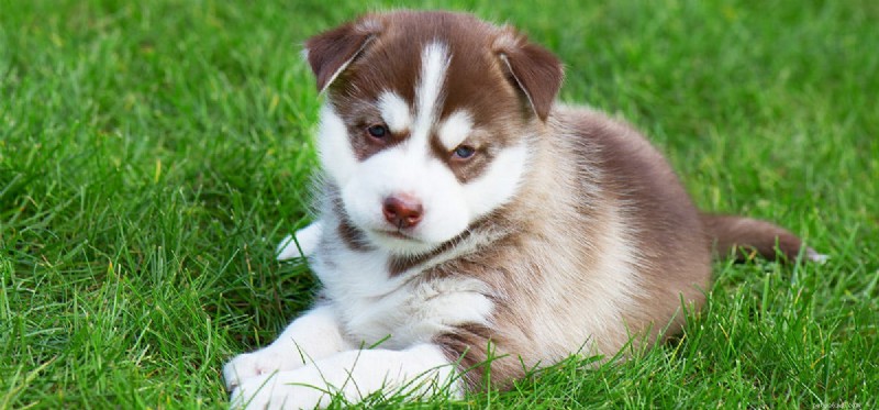 Can Dogs Detect Earth s Magnetic Field? Exploring Magnetoreception in Canines