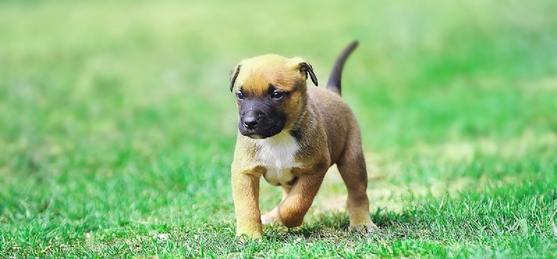 Can Dogs Detect Earth s Magnetic Field? Exploring Magnetoreception in Canines