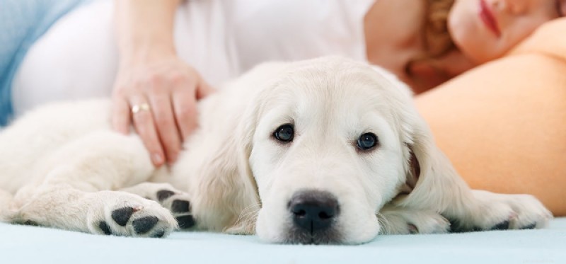 Can Dogs Detect a Baby in the Womb? Insights from Science