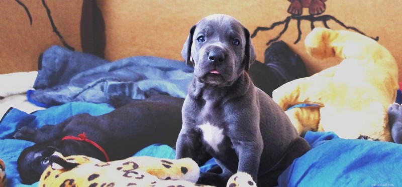 Do Dogs Sense the Loss of a Family Member?
