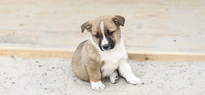 Do Dogs Sense the Loss of a Family Member?