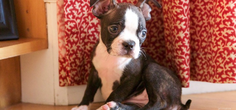 Do Dogs Sense the Loss of a Family Member?