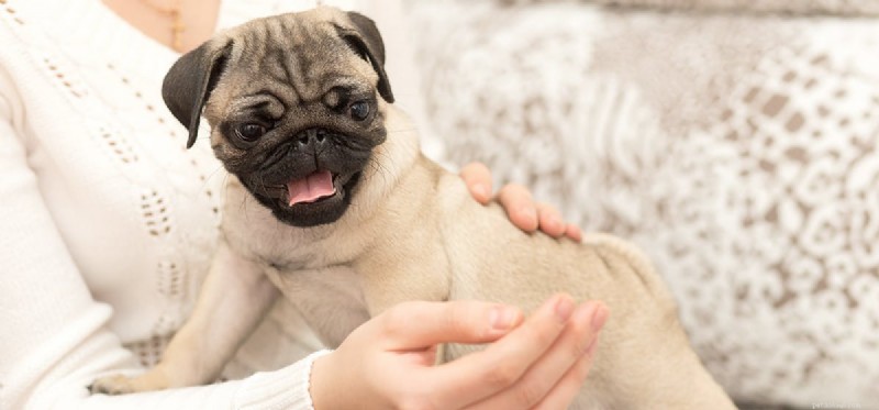 Do Dogs Sense the Loss of a Family Member?