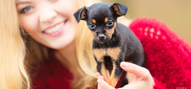 Can Dogs Detect Good People? Understanding Their Intuitive Insight