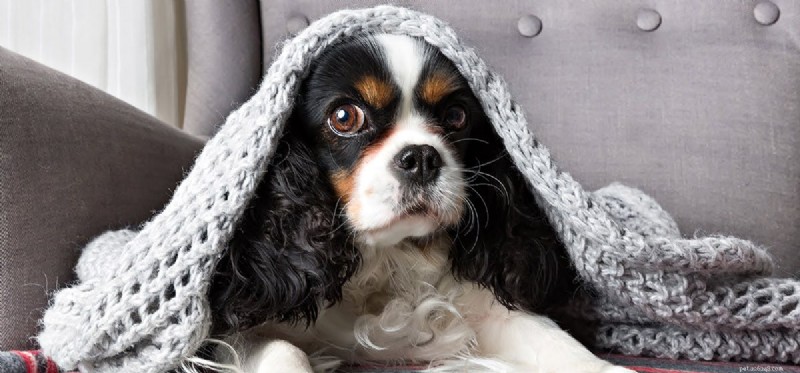 Can Dogs Detect Tornadoes? Understanding Their Weather-Sensing Abilities