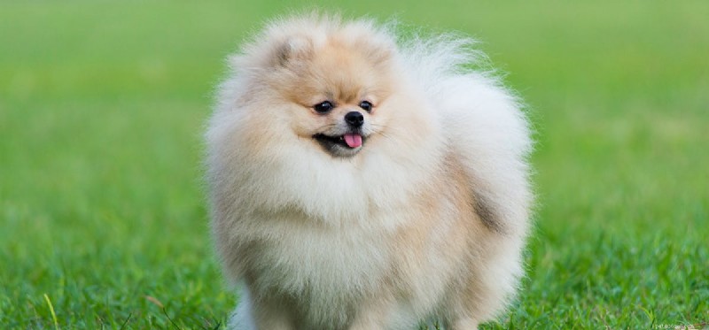 Can Dogs Detect Tornadoes? Understanding Their Weather-Sensing Abilities